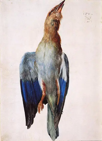 Dead Bluebird Albrecht Durer